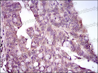 Валидация AntibodySystem RHH28304