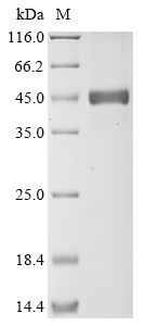 SDS-PAGE
