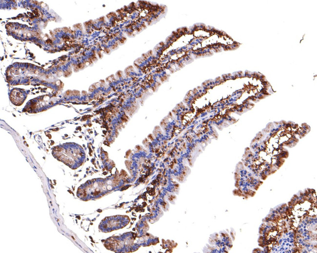 Валидация AssayVector ARM1923(2714)