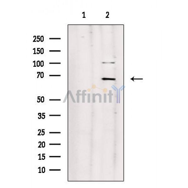 Валидация Affinity AF9005 - 4719