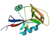 C-Type Lectin Domain Family 1, Member A (CLEC1A) C-Type Lectin Domain Family 1, Member A (CLEC1A)