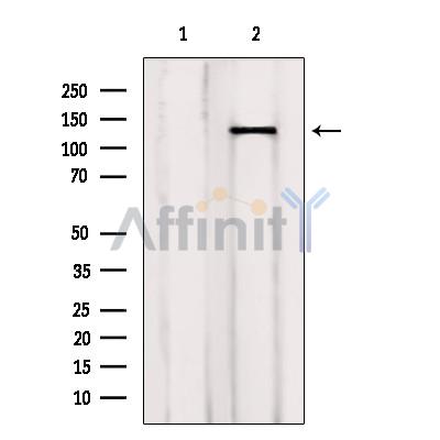 Валидация Affinity AF6350 - 3636