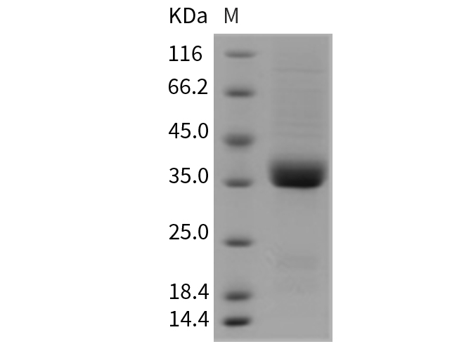Валидация Elabscience PKSR030374(5712)