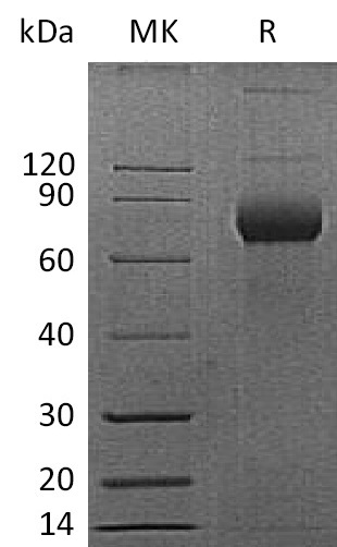 Валидация Elabscience PKSM041364(5258)