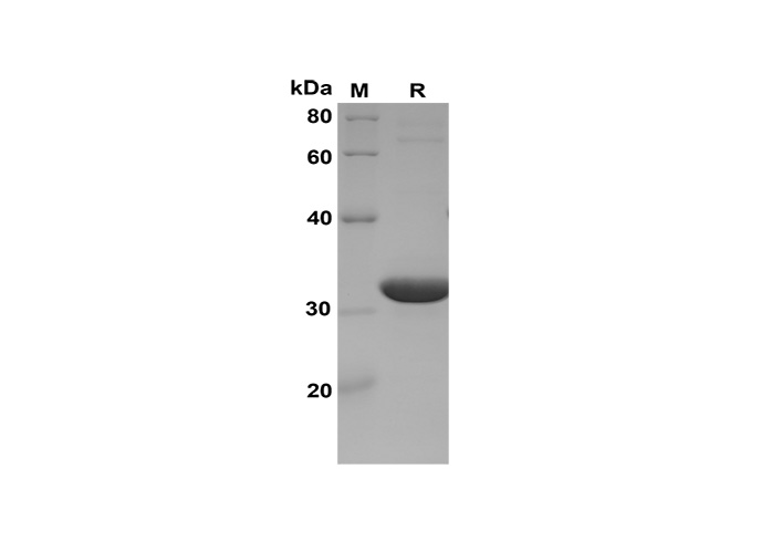 Валидация Elabscience PDEH100590(102)