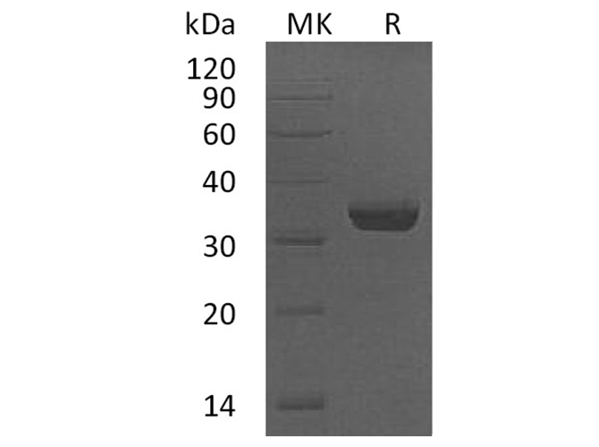 Валидация Elabscience PKSH033330(3661)