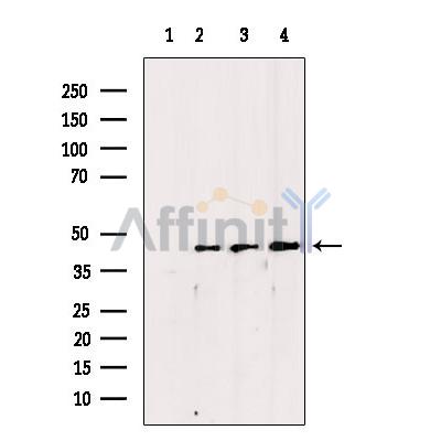 Валидация Affinity DF7563 - 19319