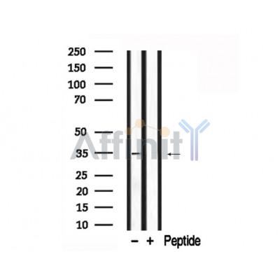 Валидация Affinity AF7733 - 4431