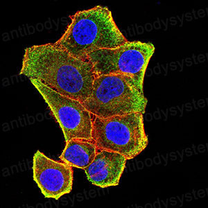 Валидация IF - AntibodySystem RHD69202