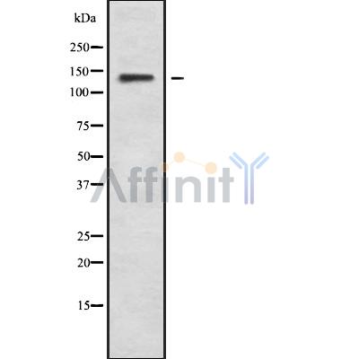 Валидация Affinity DF10079 - 5562