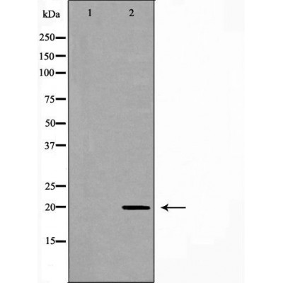 Валидация Affinity DF7173 - 18827