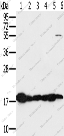 Вестерн-блоттинг, MTFP1, ткани сердца, мышцы, печени, почки мыши и клетки HeLa, HepG2