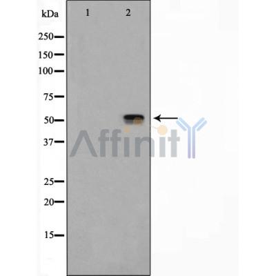 Валидация Affinity AF5298 - 2842