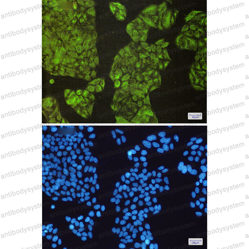 Валидация IF - AntibodySystem RHA73401