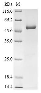 SDS-PAGE