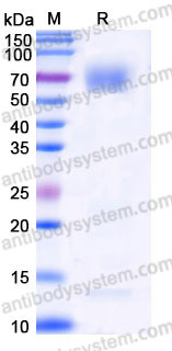 AHB65401, SDS-PAGE