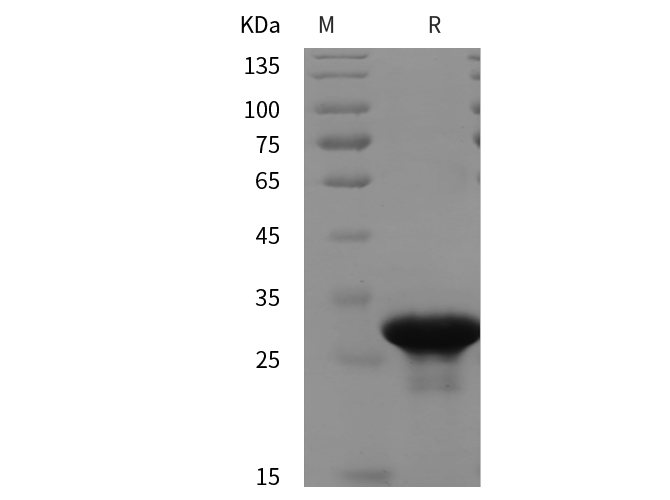 Валидация Elabscience PDEH100999(406)