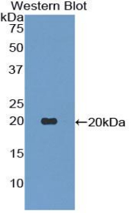 52037