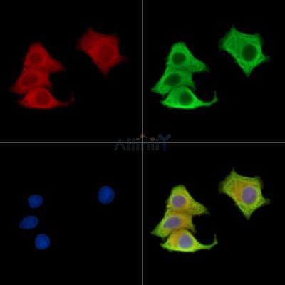 Валидация Affinity DF15625 - 12059