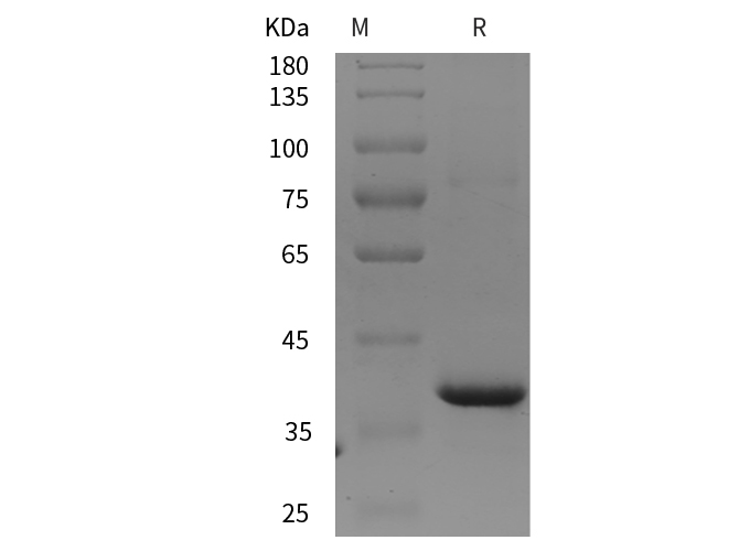 Валидация Elabscience PDEH100937(358)