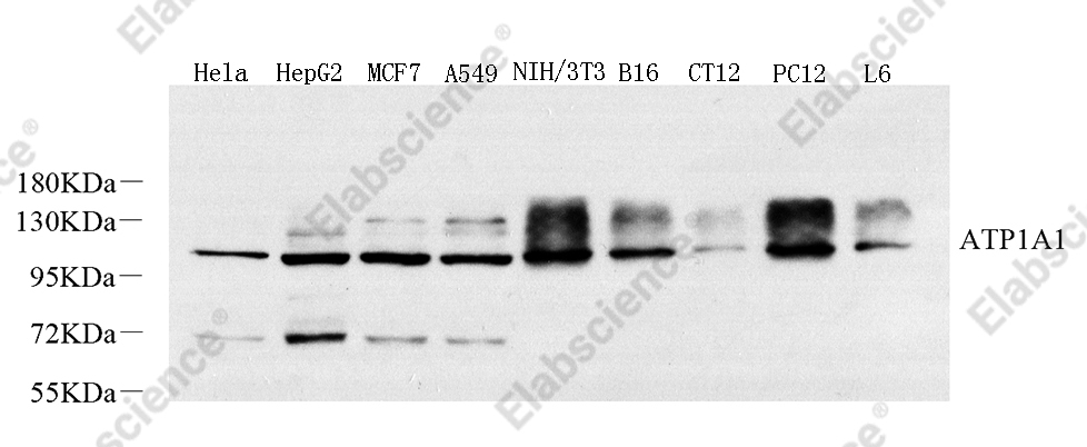 Вестерн-блоттинг, Na+/K+-ATPase alpha1, различные образцы