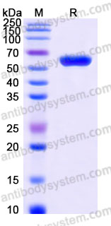 AHA08601, SDS-PAGE