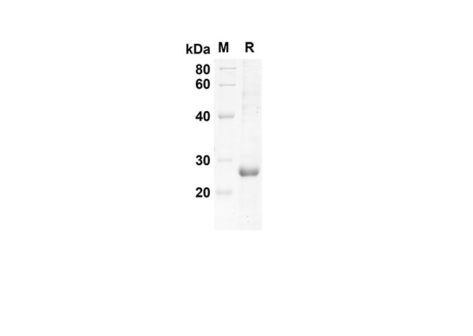 Валидация Elabscience PDEM100138(491)