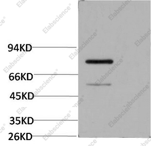 Вестерн-блоттинг, Luciferase, трансфицированные клетки HeLa