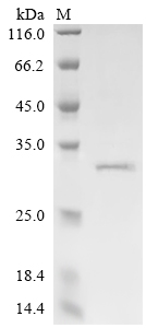 SDS-PAGE