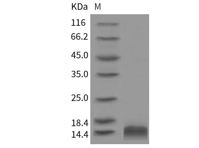 Валидация Elabscience PKSR030127(5497)
