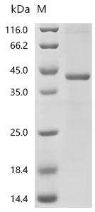 SDS-PAGE
