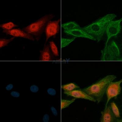 Валидация Affinity AF6469 - 3796