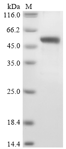 SDS-PAGE