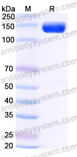 EHH79401, SDS-PAGE