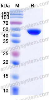 EHD19601, SDS-PAGE