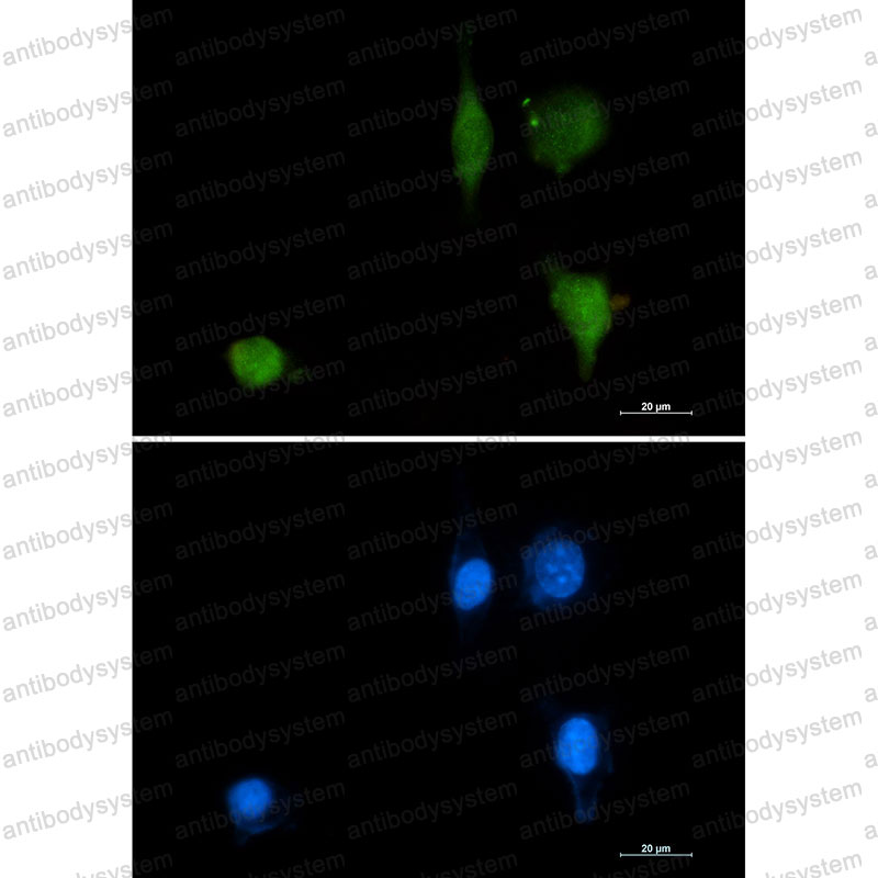 Валидация IF - AntibodySystem RHA98603