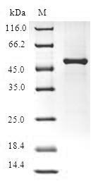 SDS-PAGE