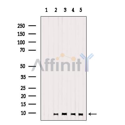 Валидация Affinity DF9557 - 22222