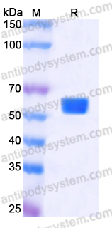 EHN97402, SDS-PAGE