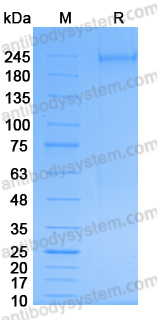 AHB08601, SDS-PAGE