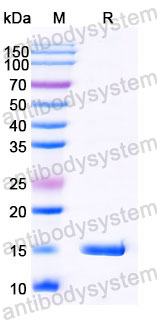 Валидация SDS-PAGE - AntibodySystem RHC07401