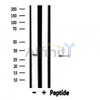 Валидация Affinity DF4451 - 15965