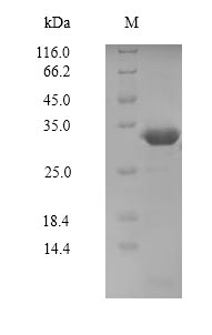 SDS-PAGE