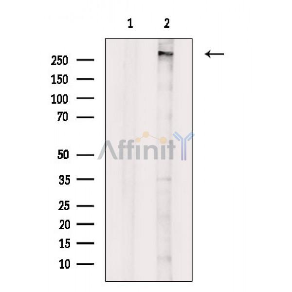 Валидация Affinity DF8886 - 20992