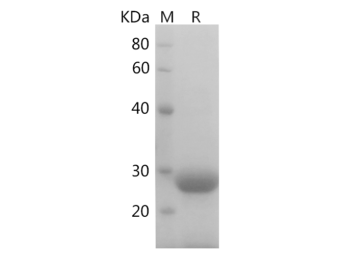 Валидация Elabscience PDEM100211(548)