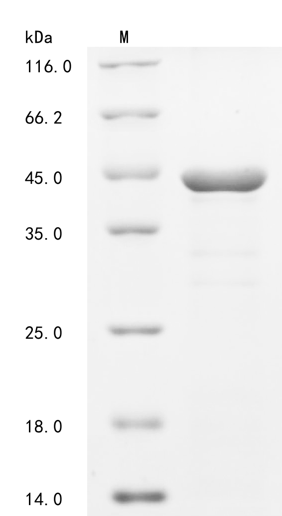 SDS-PAGE