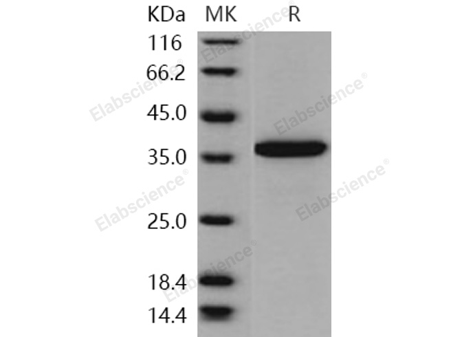 Валидация Elabscience PKSH031016(1826)