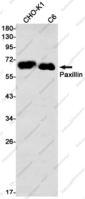 Вестерн-блоттинг, Paxillin, клетки CHO-K1 и C6