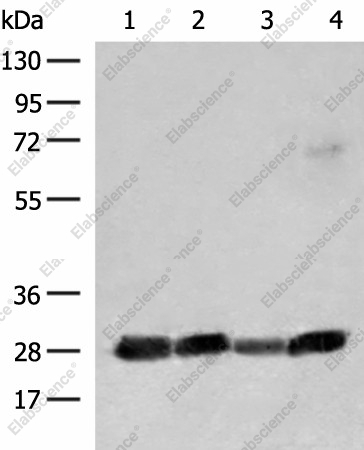 Вестерн-блоттинг, CD48, клетки K562, Jurkat и Raji
