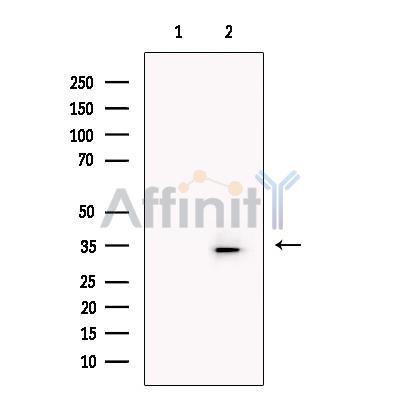 Валидация Affinity DF13476 - 8838